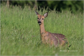 <p>SRNEC OBECNÝ (Capreolus capreolus) Šluknovsko - Jiříkov /European roe deer - Reh/</p>